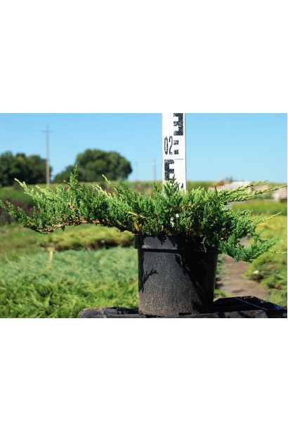 Ялівець горизонтальний Принц Уельський в горщику 3 л